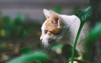 Bug Bounty: What You Should Know in 2022