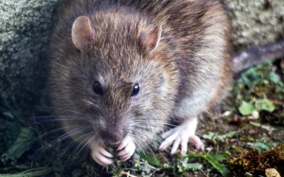 This is What No-One Knows About RATs (Remote Access Trojans)