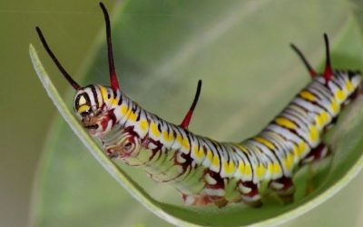 Morris: Take A Look At The First Internet Worm