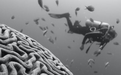 Neuralink in 2022: Cybersecurity Implications (Brain-Hacking/Brainjacking)