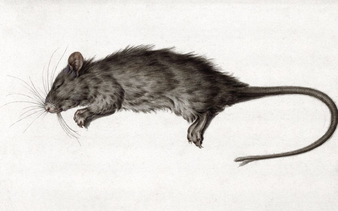 DCRat – The Cheapest Trojan in the Market?