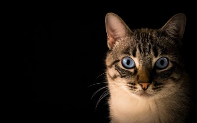 2023 Hashcat Tutorial: What Is It & How To Crack With It