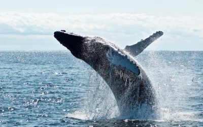 Whaling in 2023 🐋 What Is this Phishing Variant & How It Works